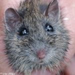 Stockholm battles ‘smart’ rat invasion: report
