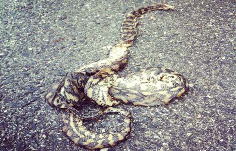 Swedish woman finds dead python on road