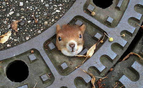 Squirrel dies despite police olive oil rescue