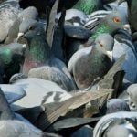 Vigilante pigeon hunter regains license to kill