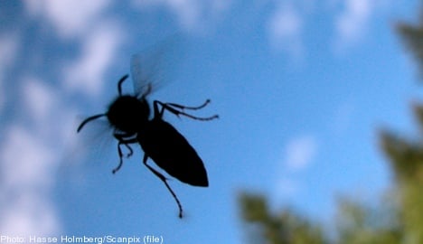 Two children in hospital after wasp attack