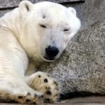 Polar bear herpes case stumps scientists