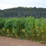 Farmer starts ‘accidental cannabis plantation’