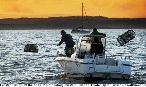Swedes hail opening of lobster fishing season