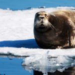 Norway and Canada club together on EU seal ban