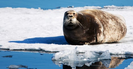 Norway and Canada club together on EU seal ban