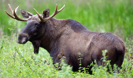 Loose moose killed by truck near Berlin