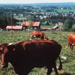 Norway’s farm subsidies highest in OECD