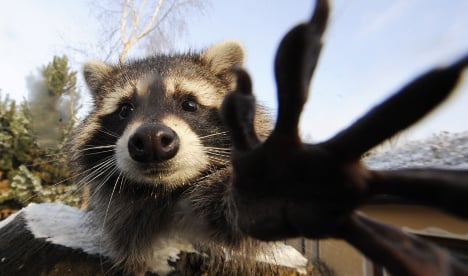 Rascal raccoons wreak havoc in suburbia