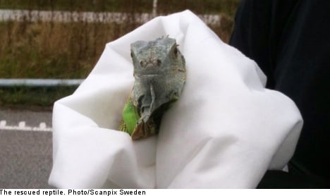 Mystery iguana found on Swedish highway