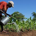 Africa in focus for university’s agricultural mission