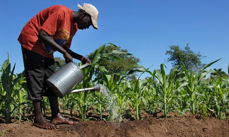 Africa in focus for university's agricultural mission