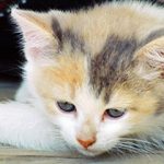 Kitten saved from wall of Avignon court