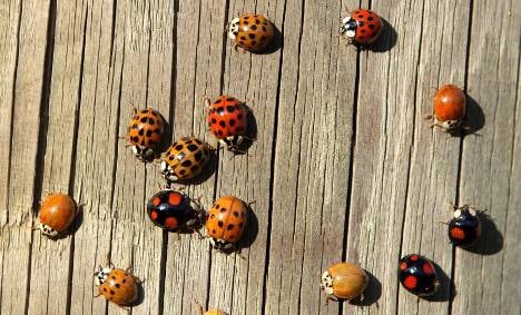 Invasive ladybirds 'could fight malaria and TB'