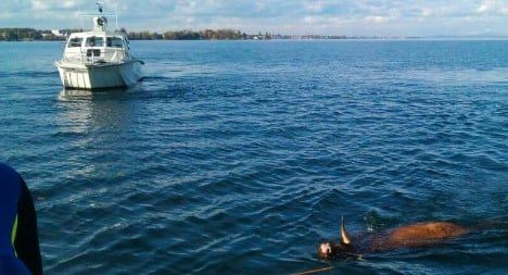 Bolting cows plunge into Lake Constance