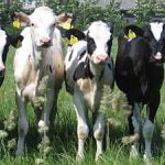 Swedish dairy farmers in tractor blockade threat