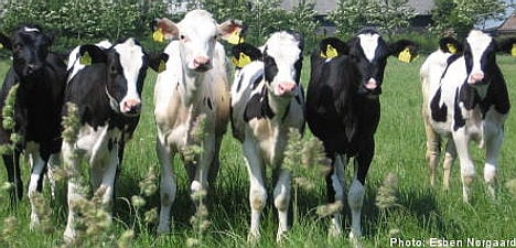 Swedish dairy farmers in tractor blockade threat
