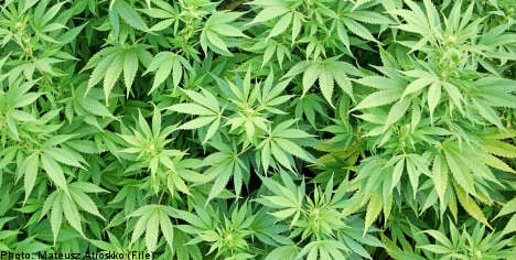 Sweden ‘self-sufficient’ on marijuana: police