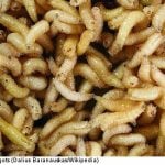 Care home reported for maggots in man’s foot