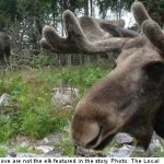 Swedish elk hunter dead after partner’s misfire