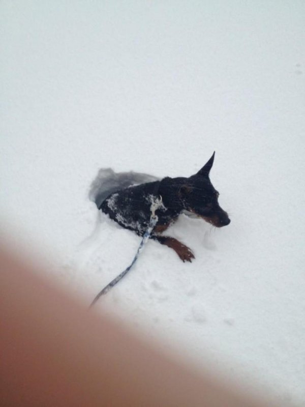 Dog in the snowPhoto: Stuart Philpott