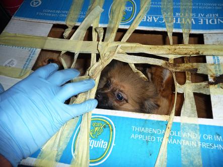Twenty-two puppies found in Karlskrona<br>Chihuahua puppies confiscated from smugglers in 2010Photo: Swedish Customs