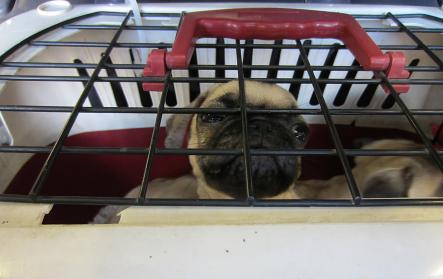 Eleven pug puppies found in August 2012<br>Pugs in a cage were among the 11-puppy haulPhoto: Swedish Customs