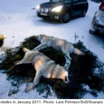 EU reprimands Sweden over wolf hunt plan