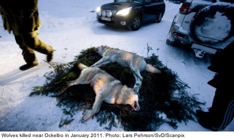 EU reprimands Sweden over wolf hunt plan