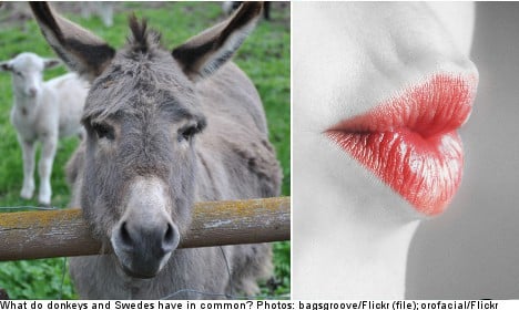 Swedes and donkeys: a language peculiarity 