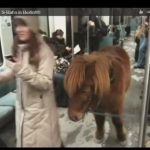 Berlin’s YouTube pony had grand day out