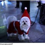 Vets warn of Christmas pet perils