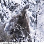 Swede reports elk to police after attack