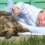 Ticino tortoises at risk from warm weather