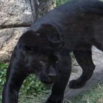 ‘Black panther’ sighting sparks alert in France