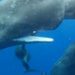 Sperm whales adopt kinky dolphin