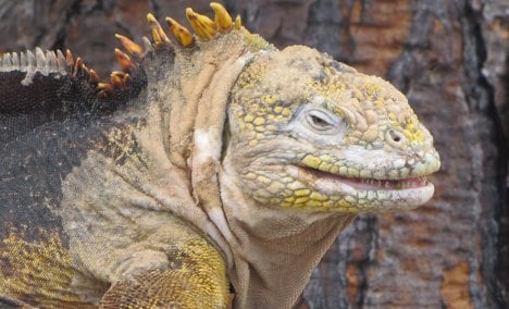 German iguana-smuggler caught in Galapagos