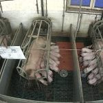 Live pigsty film provokes fury at ‘animal hell’