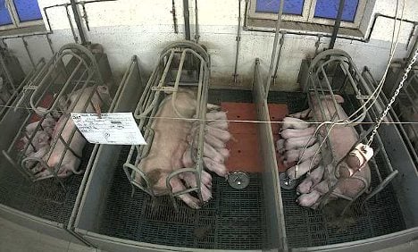Live pigsty film provokes fury at 'animal hell'