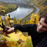 Bigger vineyards ‘a threat’ to German wine