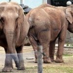 Princess offers to save Bardot’s elephants