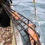 France frees impounded British scallop trawler