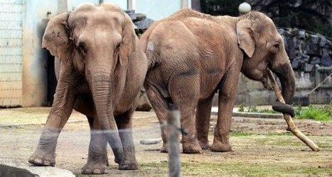 Hollande steps in to save Bardot’s elephants