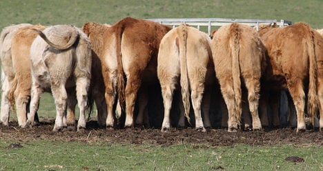 French scheme helps cows make greener wind