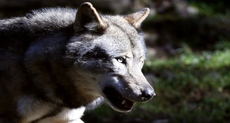 Wolves to be ‘educated’ not to kill sheep