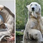 Knut’s real fur used for new museum statue