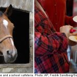 Swedish schools may have served horsemeat
