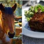 French store finds horsemeat in lasagnes