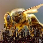 Syngenta rejects claims of pesticide bee deaths