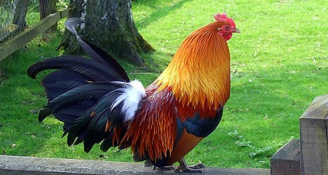 British coq rules the French roosters